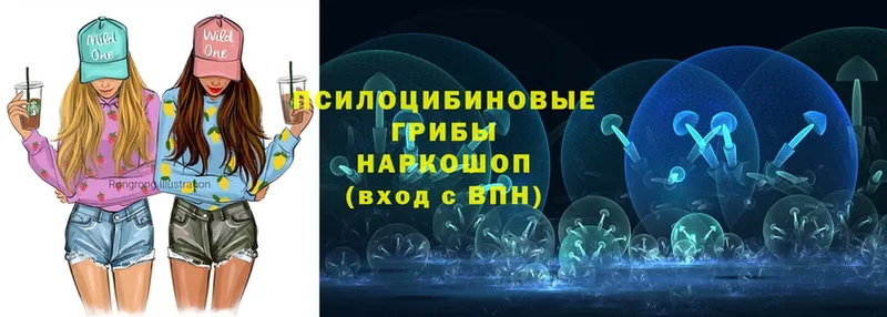 Псилоцибиновые грибы Psilocybine cubensis  Кимры 