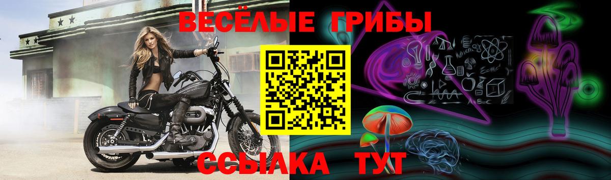 Псилоцибиновые грибы Psilocybine cubensis  Кимры  Галлюциногенные грибы ЛСД 